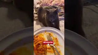 Kucing usil#cat #animals #kucing #catvideos #catlovers