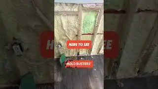 Mold on the Wall - Free Virtual Inspection by Mold Busters