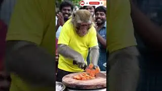 Monkey cutting carrot at South Indian Street Stall | Funny Animal Skit
