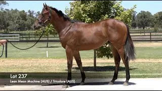 Lot 237 - Lean Mean Machine (AUS) / Tricolore (AUS)
