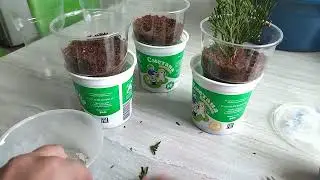 Укоренение черенков туи в кокосовом субстрате + результат укоренения