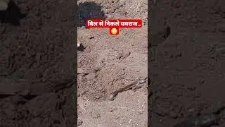 बिल से निकले यमराज.. 😳 #shorts #snakes #snakesofinsta #fieldherping #herpingaustralia #herping