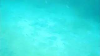 Neng Under the Sea