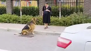 Dog saved innocent life