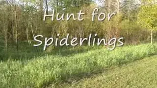 Spiderlings with Bob The Spider Hunter