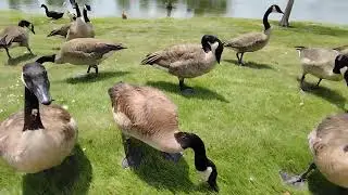 The 3 colors ducks family enjoyed their food and a big group of geese coming to join them 