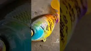 Bluegill plopper