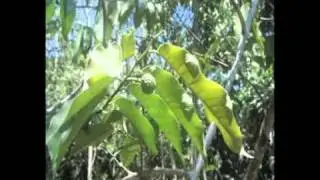 Le Jardin Chaikoni Jonibo, un jardin ethnobotanique Shipibo en Amazonie