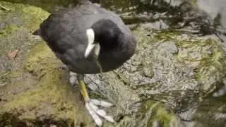 Coot (Bird) Eating Freshwater Plants. Interesting feet. HD
