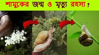 শামুকের জন্ম কিভাবে হয় দেখুন! শামুকের জীবনচক্র | Snail Life Cycle Video | Life Cycle Of Snail |
