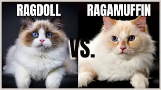 Ragdoll Cat VS. Ragamuffin Cat