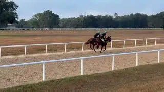 12/5 Flightline and Early Voting Yearlings