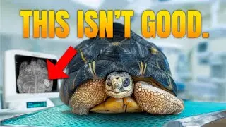 Endangered Pet Tortoise Arrives with Mysterious Illness! Can We Save Her?