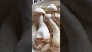 Milky Mushroom Curry🥘🤤