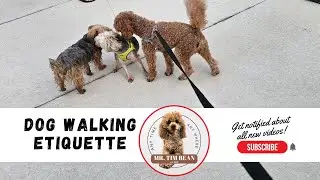 Dog Walking Etiquette: Do&rsquo;s and Don&rsquo;ts Every Owner Should Know