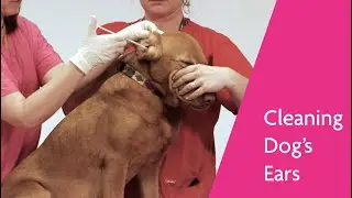 DWR Guide to Pet Care: Cleaning Your Dog&rsquo;s Ears