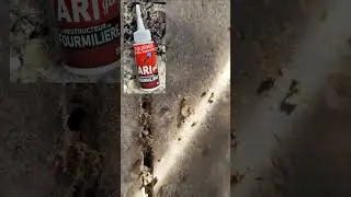 Comment se d&eacute;barrasser des fourmis ! (TUTO) #nuisible #fourmis #fourmi