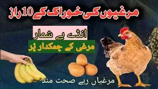 10 Natural Foods To Boost Egg Production in Chickens 👌| Natural Chicken Feed