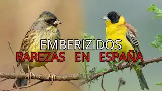 Aves de España||Pequeños Documentales en 4k||Escribanos Divagantes 🐦||Los Embericidos||Rarezas.