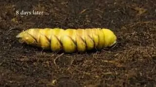 Privet hawk-moth pupation