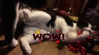 Catmas Tree Shenanigans