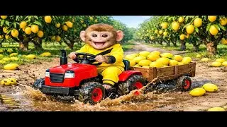 Monkey Drives Tractor to Harvest Ripe Mangoes & Gets Stuck in Mud ｜ Monkey Farm Work