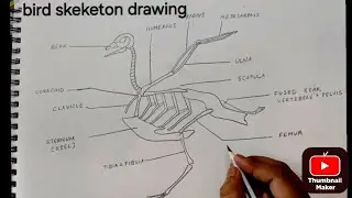 How to Draw Bird Skeleton Structure | Easy Zoology Diagram for Students