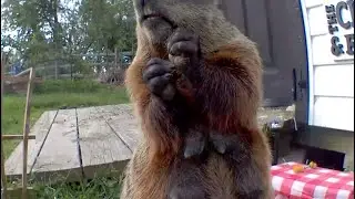 The Chunks&rsquo; Attack Camera!