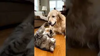 what? #pet #dog #petdance #goldenretriever #viral #cat #funny #comedy #funnycats #shorts