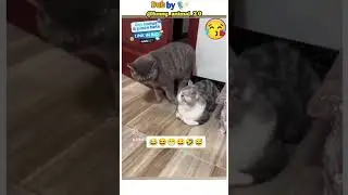 #animalshorts #humanandanimalbond#cutecat #simpolilover