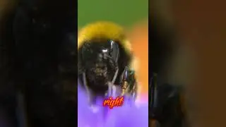 How the bumblebee defies the impossible.