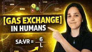 IB Biology | Gas Exchange, Alveoli & Concentration Gradient Explained