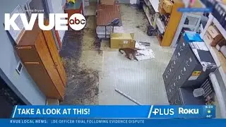 Wild monkey enters Tennessee pawn shop