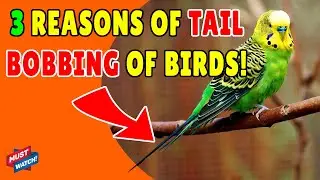 BIRDS TAIL BOBBING TREATMENT | Why Birds Bobbing Tail? Reason and Solution | Happy Budgies