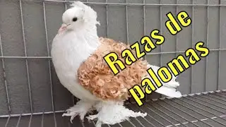 ‼️Las mejores razas de palomas ‼️