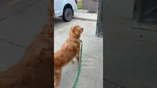 #farmlife #diy #goldenretriever #farming #dayinmylife #dog #youtubeshorts #shorts