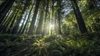 New Collection of Nature Footage at Getty Images