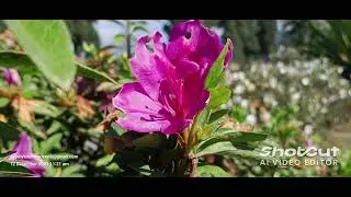 Photography of flowers 