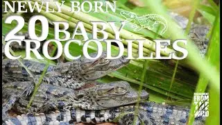 20 Newly Born Marsh Crocodiles Spotted in Rare Sighting (උපන් කිඹුලන්)  #crocodile #newborn #baby
