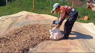 PAKAN TAMBAHAN KULIT SINGKONG