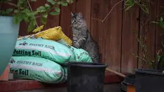Gaining Trust in Ferrel Cat