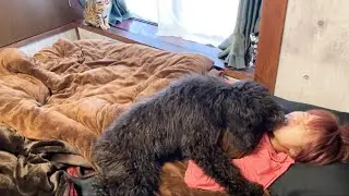 スタンプーの仔犬に起こされるとこうなる…