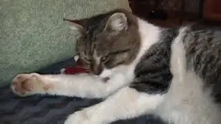 Для вас круть-верть и фирменный прыжок от скромного котика!😻🤗😘🎉🎄☃️❄️❄️❄️