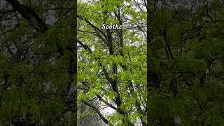 #rainsoundnatural #greeneryeverywhere #nomusicasmr
