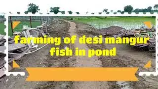 Desi mangur farming in pond
