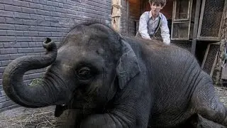 Bragi Cinema: Ian McElhinney Zoo Interview.