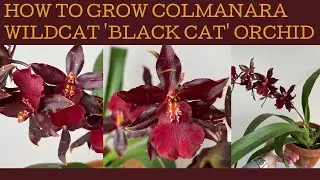 How to grow Colmanara (Oncostele ) Wildcat 'Black Cat': How to ID a no ID orchid: A quick un-boxing!