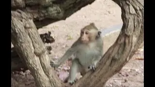Janet on The Tree,Daily Janna Baby Monkey In group amber