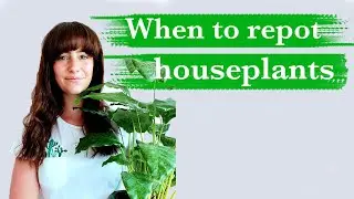 When to repot houseplants | Tutorial | According To Jess