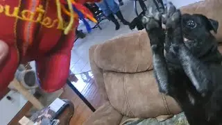 Black Pug (Chief) Getting A New Toy From Guatemala